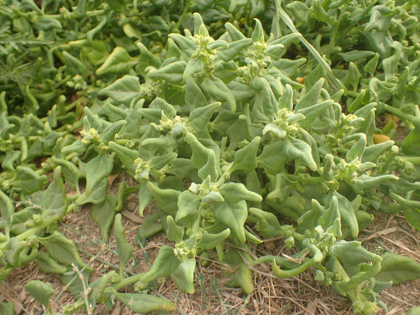 High Resolution Tetragonia tetragonioides Plant